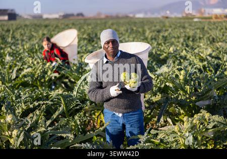 Mann erntet reife Artischockenknospen im Korb Stockfoto