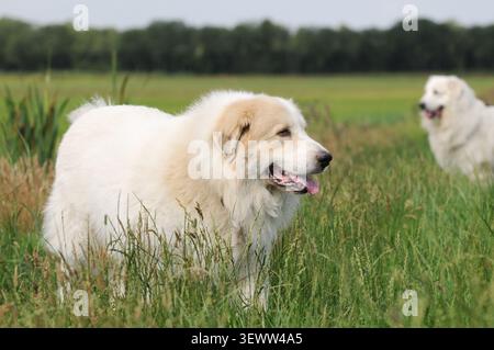 Zwei Pyrenäen-Gebirgshunde, die auf einem grasbewachsenen Feld warnen und eine schützende und wachsame Haltung zeigen, die typisch für Viehhüterhunde in einem ländlichen L ist Stockfoto