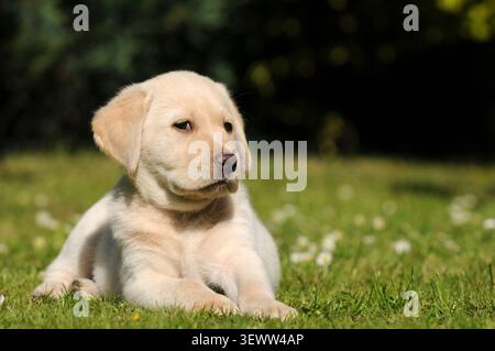 Blondes Labrador Retriever Welpe auf grünem Gras auf einer Wiese. Ein süßer junger Hund, der draußen in einer natürlichen Landschaft ruht. Stockfoto