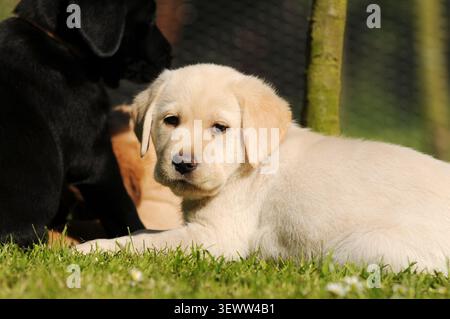 Blondes Labrador Retriever Welpe auf grünem Gras auf einer Wiese. Ein süßer junger Hund, der draußen in einer natürlichen Landschaft ruht. Stockfoto