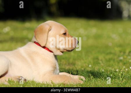 Blondes Labrador Retriever Welpe auf grünem Gras auf einer Wiese. Ein süßer junger Hund, der draußen in einer natürlichen Landschaft ruht. Stockfoto