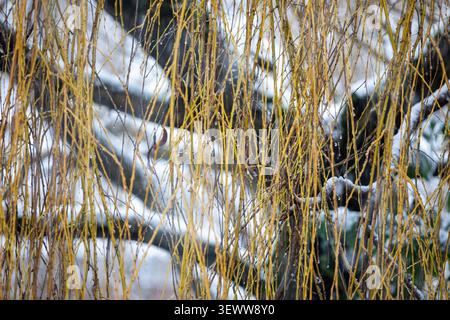 Schnee fällt auf eine Trauerweide, Anfang Januar in North Yorkshire, England, Vereinigtes Königreich Stockfoto