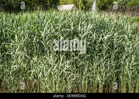 Dichtes gewöhnliches Schilf oder Phragmites, das in einem serbischen Feuchtgebiet in der Nähe eines Sees wächst, mit grünen Stängeln und schmalen Blättern, die den Rahmen in selektiver Unschärfe füllen Stockfoto