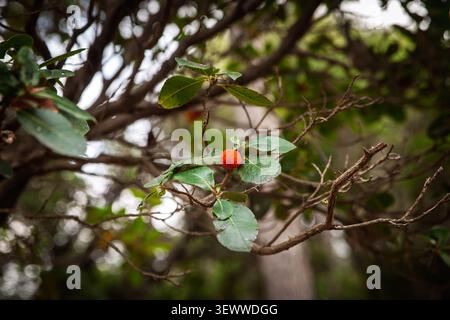 Erdbeerbäume, die auf Arbutus unedo wachsen, mit einer leuchtend orange-roten Beere, grünen Blättern und Zweigen in mediterraner Waldlandschaft Stockfoto