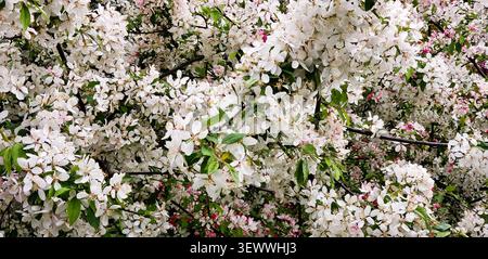 Üppige weiße Frühlingsblüten, die blühende Baumzweige in voller Blüte bedeckt natürliche Blumen Hintergrund Stockfoto