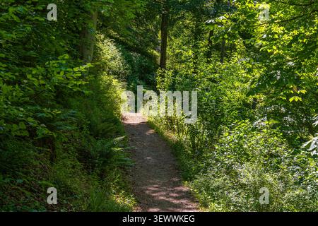 Waldweg sonnendurchflutete grüne Bäume Wanderweg in dichten Sommerwäldern mit hellem Sonnenlicht und Schatten, schöne Naturlandschaft Hintergrund. Stockfoto