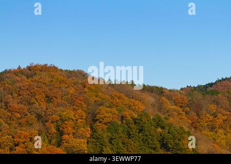 Herbstlaub bilden einen bunten bewaldeten Hügel im ländlichen Kanagawa, Japan. Stockfoto