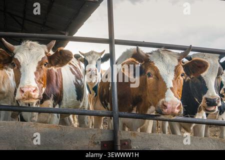 Gruppe neugieriger Milchkühe, die hinter einem Zaun stehen und direkt in die Kamera auf einer Viehfarm blicken. Das Konzept der Milchwirtschaft, der Viehproduktion Stockfoto
