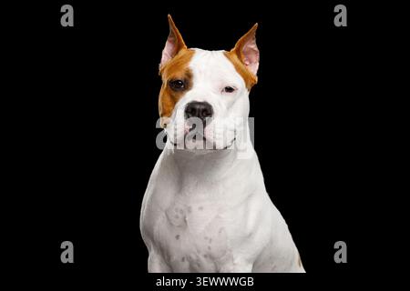 Amerikanischer Staffordshire Terrier mit ruhigem und ernstem Ausdruck, Blick auf die Kamera, Studio-Porträt auf schwarzem Hintergrund Stockfoto