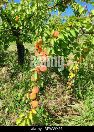 Reife Aprikosen hängen auf einem Ast in einem Obstgarten, bereit für die Ernte und die Herstellung von hausgemachter Aprikosenmarmelade Stockfoto
