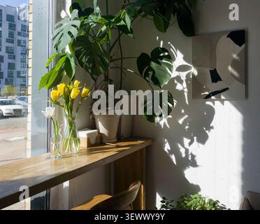 Gemütliches Café mit Blume in der Vase, gelbe Tulpen, Monstera-Blattpflanze, sonniger Tag Stockfoto