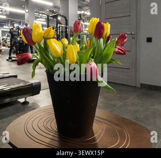 Bunte Tulpen stehen in einem Topf, der drinnen auf dem Tisch steht. Helle Blüten, die in einem Behälter angeordnet sind, schaffen dekorative Blumendekoration. Innenaufnahmen reflektieren Stockfoto