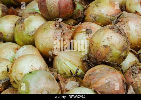Haufen frischer roher gelber Zwiebeln. Stockfoto