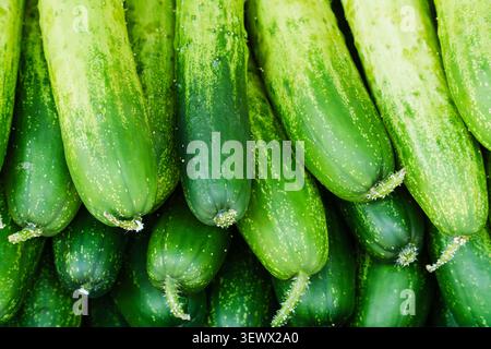 Haufen frischer roher grüner Gurken. Stockfoto