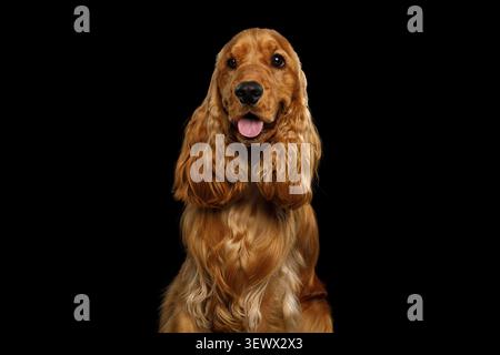 Englischer Cocker Spaniel mit geöffnetem Mund und Zunge, aufrecht sitzend, Studio-Porträt auf schwarzem Hintergrund Stockfoto