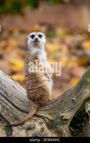 Erdmännchen stehen aufmerksam und bewachen sein Territorium auf einem Baumstumpf Stockfoto
