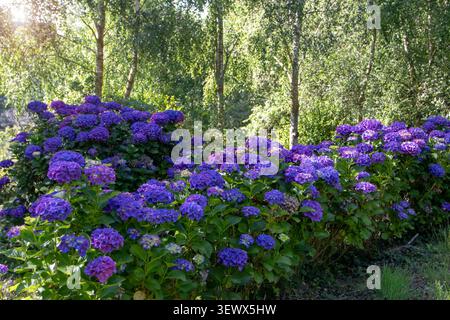 Große Hortensie Sträucher und eine blühende Hecke wachsen entlang eines von Birken gesäumten Weges. Sonnenlicht filtert durch hängende Äste in einer ruhigen Waldgartenanlage Stockfoto