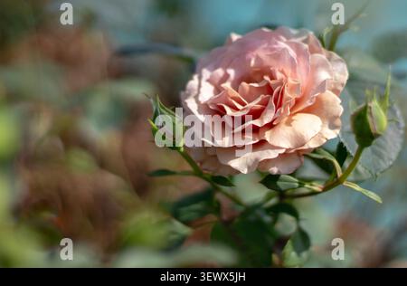 Nahaufnahme einer seltenen Mokka-rosa Rosenblüte mit zarten Blütenblättern und geringer Schärfentiefe. Elegante Blume vor einem traumhaften Garten-Bokeh-Hintergrund. Stockfoto