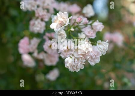 Zweige einer Kletterrose, bedeckt mit großen Häufchen von kleinen blassrosa Blüten. Geraffte Blütenblätter und geringe Schärfentiefe sorgen für einen zarten Romantik Stockfoto