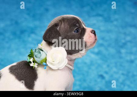 Seitenansicht Porträt eines schwarz-weißen, paarigen französischen Bulldoghund-Welpen mit Blumenkragen auf blauem Atelierhintergrund Stockfoto