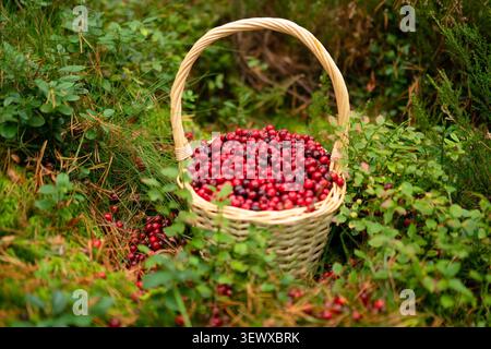 Ein Korbkorb gefüllt mit frischen roten Preiselbeeren, umgeben von üppig grünen Wäldern, die das Wesen der Natur und Ernte einfangen. Stockfoto