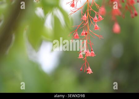 Rote Blüten und Blätter von Brachychiton acerifolius Stockfoto