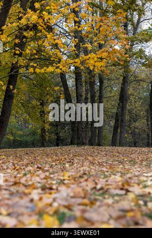 Hohe alte Ahornbäume und gefallene Blätter von Laubbäumen auf dem Boden in der Nähe der Ahornbäume, bewölktes, trockenes Wetter Ende Oktober im Park Stockfoto