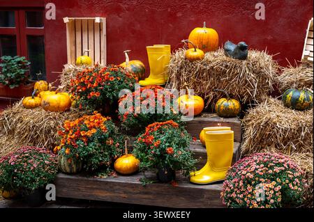 Saisonale Herbstpräsentation auf Holztreppen mit verschiedenen Kürbissen Heuballen Blumen und hellen Regenstiefeln vor roten Wänden rustikales Dekor im Freien Stockfoto