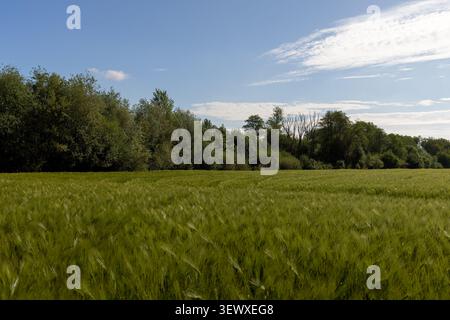 Ein hellgrünes Feld mit wachsender Gerste, ein Panoramablick, wo das Gerstenfeld in der warmen Jahreszeit zum Waldgürtel unter freiem Himmel führt Stockfoto