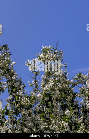 Jasminblüten im Garten, zarte weiße Blüten auf den Zweigen eines Strauchs zwischen grünen Blättern vor tiefblauem Himmel bei klarem Wetter Stockfoto