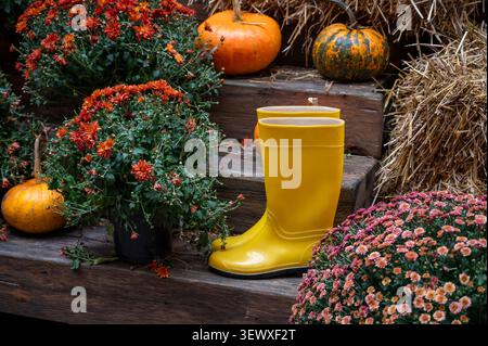 Saisonale Herbstpräsentation auf Holztreppen mit verschiedenen Kürbissen Heuballen Blumen und hellen Regenstiefeln vor roten Wänden rustikales Dekor im Freien Stockfoto