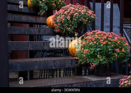 Im Herbst werden orange Kürbisse und blühende Blumen in Töpfen auf dunklen Metalltreppen vor dem rustikalen Straßendekor präsentiert Stockfoto