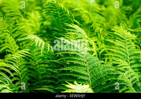 Nahaufnahme eines Farns. Frischer grüner Pflanzenhintergrund. Stockfoto