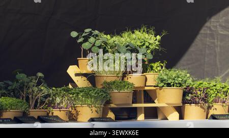 Frisches Bio-Mikrogrün in umweltfreundlichen Kartontöpfen, ausgestellt auf dem Bauernmarkt in Dejvice während des Botschaftsfestes in Prag. Sustainab Stockfoto