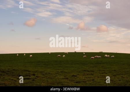 Schafe auf Rolling Green Hills bei Sonnenuntergang in der irischen Landschaft Stockfoto