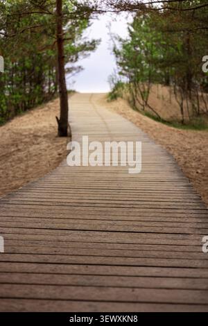 Hölzerner Fußgängerweg führt durch dickes Waldlaub Stockfoto