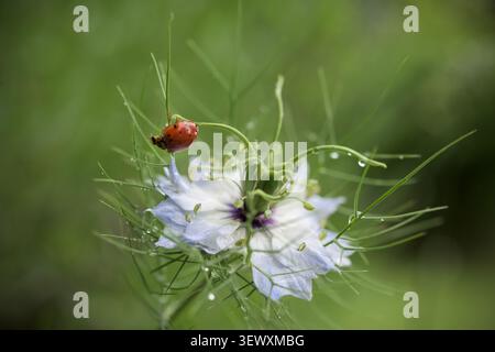 Extremes Makrofoto eines Marienkäfers, der auf die zarten grünen Fäden einer Nigella-Blüte klettert, bedeckt mit funkelnden Tautropfen. Weiches g Stockfoto