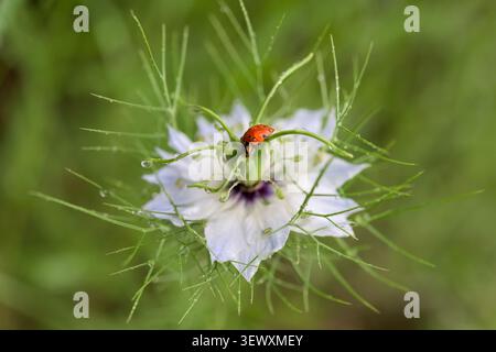 Makrofoto eines Siebenfleckigen Marienkäfers (Coccinella septempunctata), der die zarten grünen Filamente einer Nigella damascena-Blüte A klettert Stockfoto
