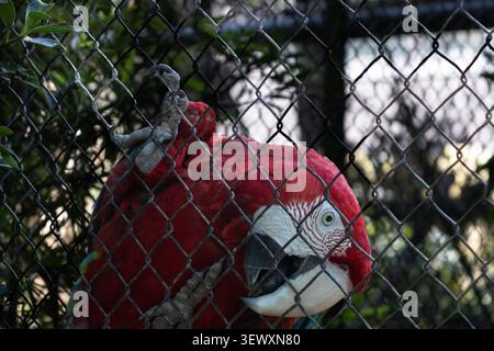 Scharlach im Zookäfig Stockfoto