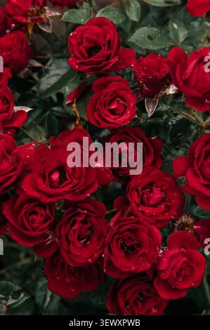 Aus nächster Nähe sehen Sie eine Gruppe blühender roter Rosen, die mit zarten Wassertropfen bedeckt sind und die natürliche Schönheit und Frische der Blumen einfangen Stockfoto