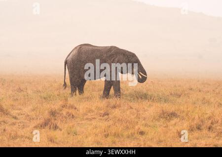 Afrikanischer Elefant, der im Regen durch die nebelige Savanne läuft Stockfoto