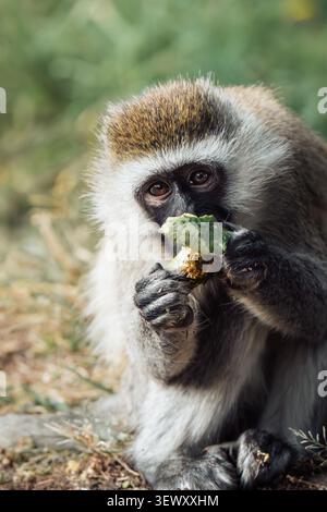Junger Eisvotenaffe isst, während er in die Kamera schaut Stockfoto