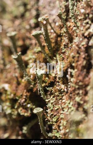Kleine grüne Becherflechten wachsen auf einem Baum Stockfoto