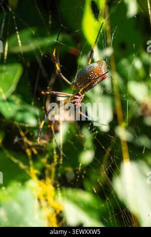 Bunte goldene Seidenspinne auf kompliziertem Netz Stockfoto
