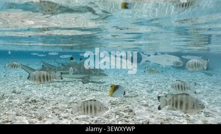 Schwarzspitzen-Riffhaie und Fische in einer flachen Lagune Stockfoto