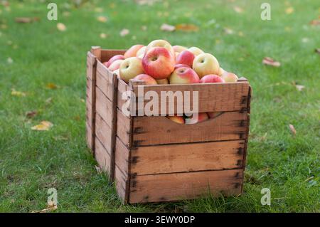 Frische reife rote Äpfel in einer rustikalen Holzkiste auf grünem Gras. Seitenansicht einer vollständigen Kiste mit selektivem Fokus, die Herbstharv feiert Stockfoto