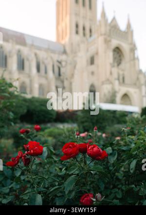 Leuchtende rote Rosen blühen in einem Kathedralengarten Stockfoto