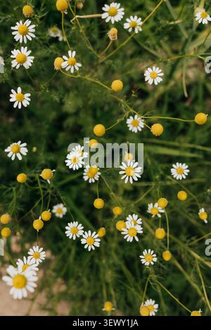 Wilde Kamillenblüten wachsen am Sommertag in einem Garten im Garten Stockfoto