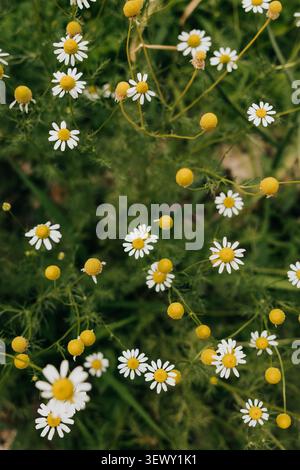 Blick von oben auf wilde Kamillenblüten im Garten im Hinterhof Stockfoto