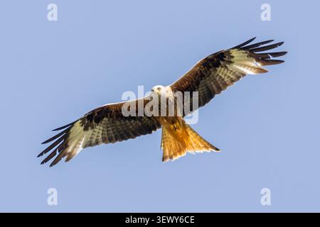 Roter Drachen, Milvus milvus Vogel aus Grauen, der vor einem blauen Himmel in Sussex, Großbritannien, schwebt Stockfoto